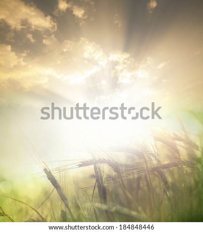 Field of wheat over blue sky
