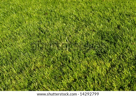 Freshly cut green lawn in the afternoon