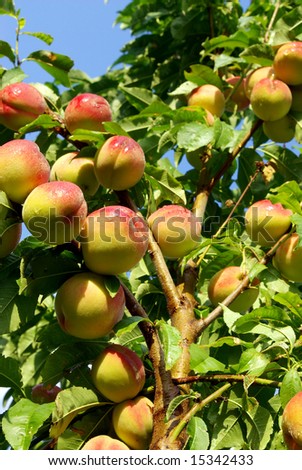 Fruits of peach on a tree