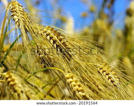 Yellow ears on the field