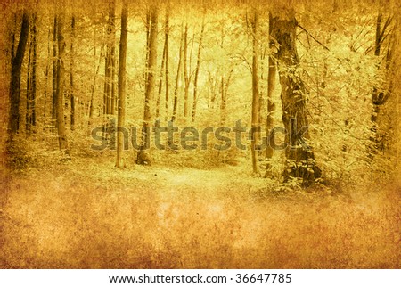 old forest photo