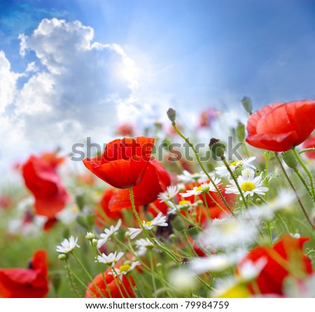 Picturepoppy Flower on Poppy Flower In The Sky