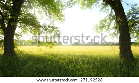landscape with tree on the field