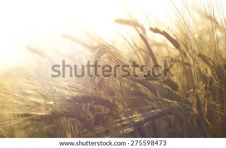 Wheat field on the background of the setting sun