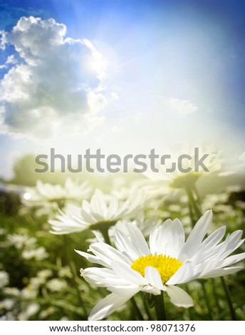Beautiful summer landscape with daisies
