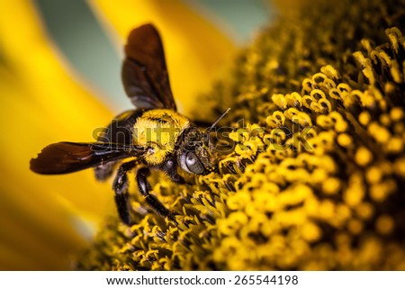 wasp feed for nectars of sunflower