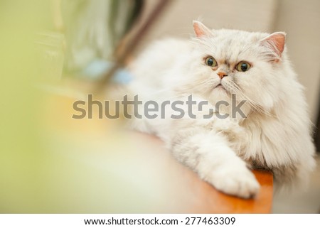 cat looking on the table