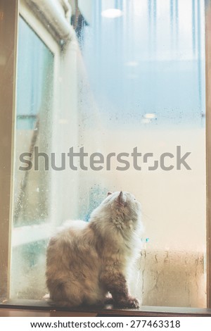 lonely cat beside the window on rainy day vintage style