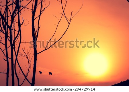 orange sunset sky with dies tree and flying birds silhouette