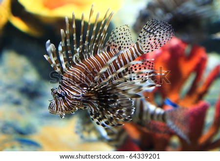 Tropical  Fish on Tropical Sea Fish In Aquarium Stock Photo 64339201   Shutterstock