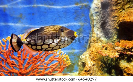  Fish   on Tropical Sea Fish In Aquarium Stock Photo 64540297   Shutterstock