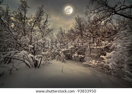 Moonlight night in winter wood