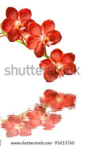 Red orchids on a white background with reflection in water