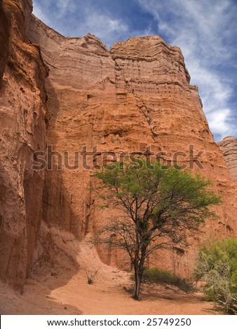 A tree standing on a desert and rocky landscape.