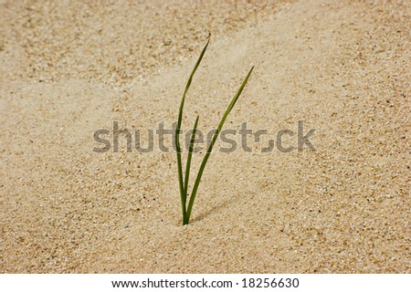 A single blade of grass in the sand