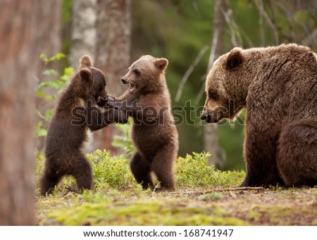 Eurasian brown bear (Ursos arctos) female and her playful cubs at the edge of a boreal forest, Finland.