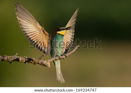 European Bee Eater (Merops Apiaster), With Bee In Beak Landing Dramatically In Head-On Pose And Raised Wings, On Perch, Bulgaria, June.