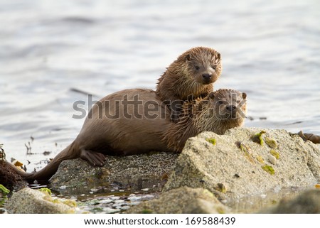 European otters (Lutra lutra), mother and cub on shoreline, Shetland, Scotland.