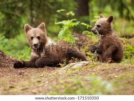 Brown bear cubs playing, Finland