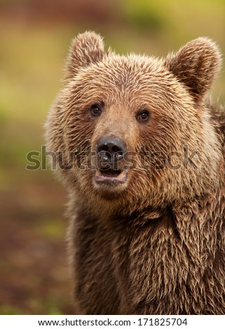 Close-up of a brown bear