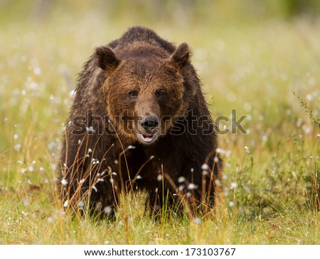 Brown Bear In Swamp, Finland