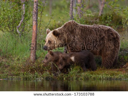 Brown bear cubs with a mom by the pond, Finland
