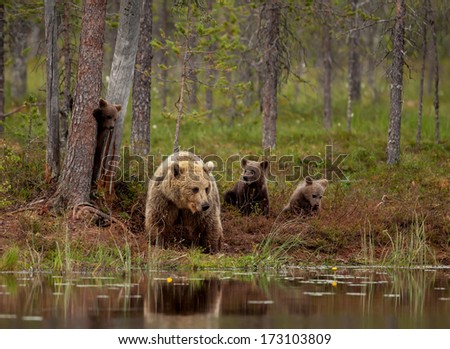 Brown bear cubs playing with a mom by the pond, Finland