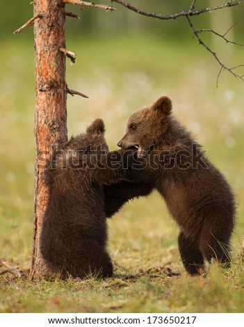 Two brown bear cubs play-fighting, Finland