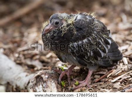 Young pigeon chick in spring