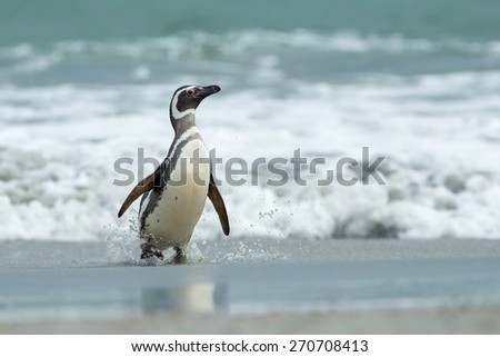 Magellanic penguin coming back from the stormy sea