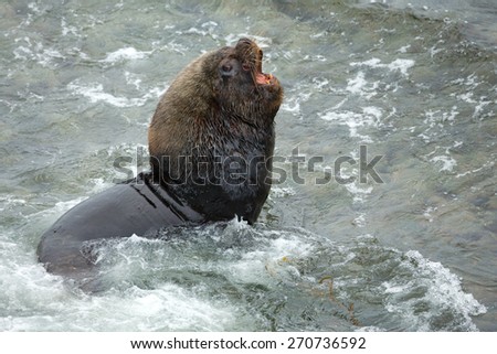 Male sea lion roaring in water
