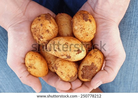 Man holding fresh potatoes