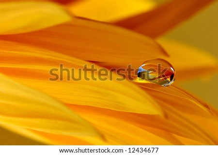 Yellow gerber with sunshine water drop