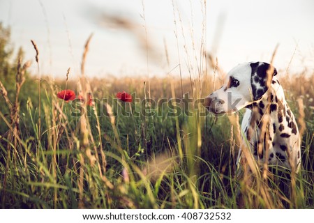 Cute Dalmatian Dog In A Cornfield