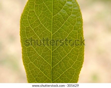 Leaves detail