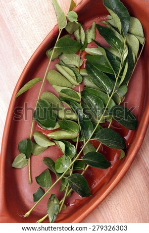 Curry Leaves from India