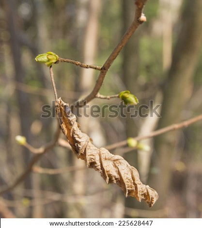Dry the shackle and the hazel leaf in early spring
