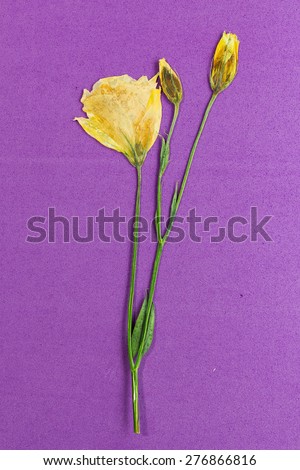Sprig of pressed and dried yellow flowers on a purple background. A bright yellow flower and two buds on a green stem.