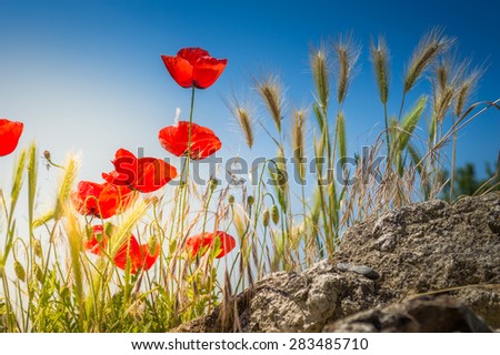 Poppy flowers and wall barley with blue sky - focus on closest flower