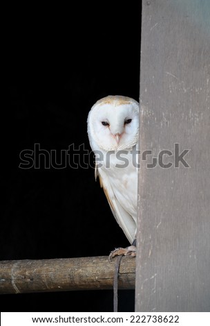 A captive barn owl (Tyto alba) peeking out from it\'s hide on a perch