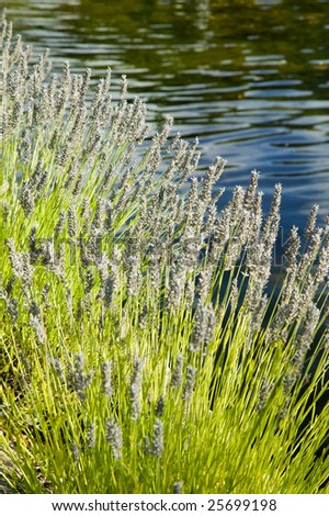 Lavender plants on a waters edge