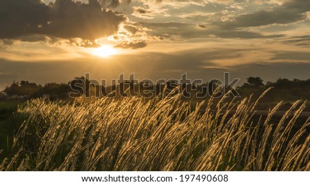 grass and the sunset in the evening.