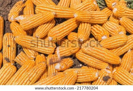 Dried corn is packed in a bag, waiting for transportation by truck.