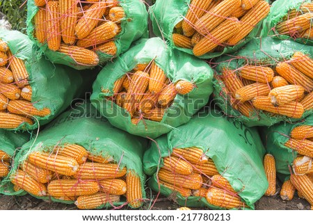 Dried corn is packed in a bag, waiting to transport the car.
