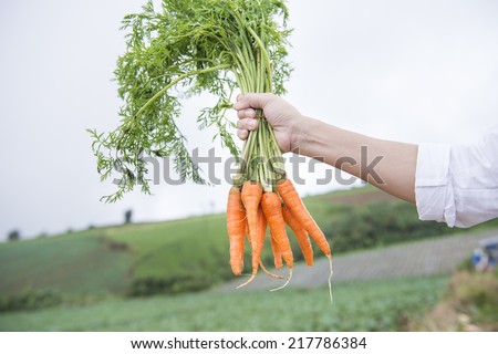 Fresh baby carrots planted on the slopes in the hands of women.