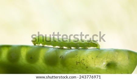 Green worms climb the beanstalk and a backdrop of natural light.
