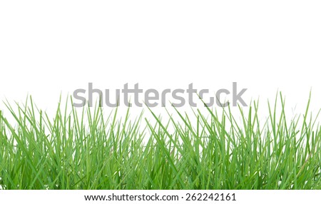 Green grass isolated on white background,This has clipping path.