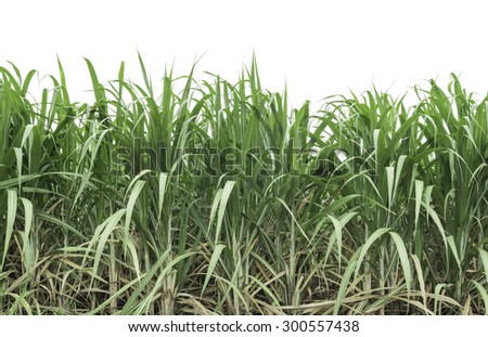 Sugarcane crops grown in the field on a white background; with clipping path.