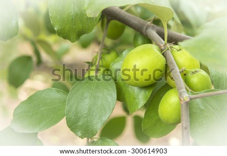 Jujube fruit on the trees, taste the delicious.