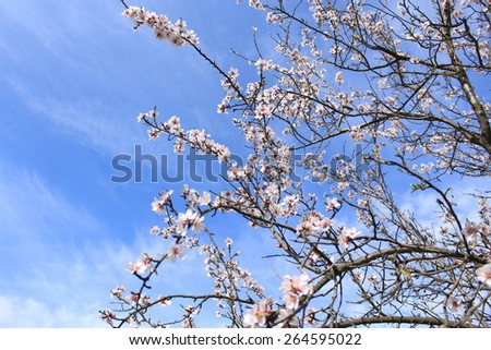 blooming trees in spring